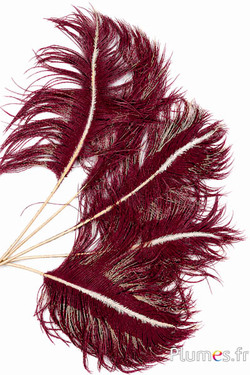 Panicule struisvogel gouden schacht - 35-40 cm - bordeaux